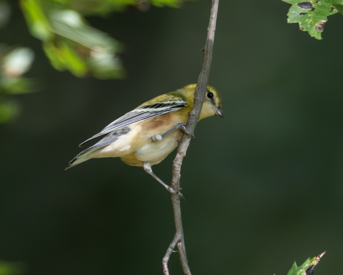Bay-breasted Warbler - ML642294370