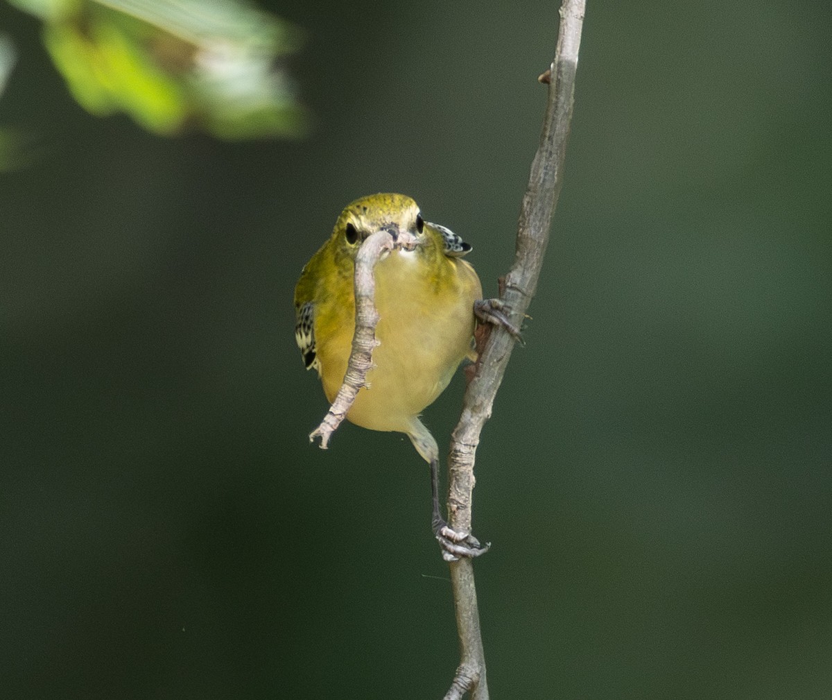 Bay-breasted Warbler - ML642294371