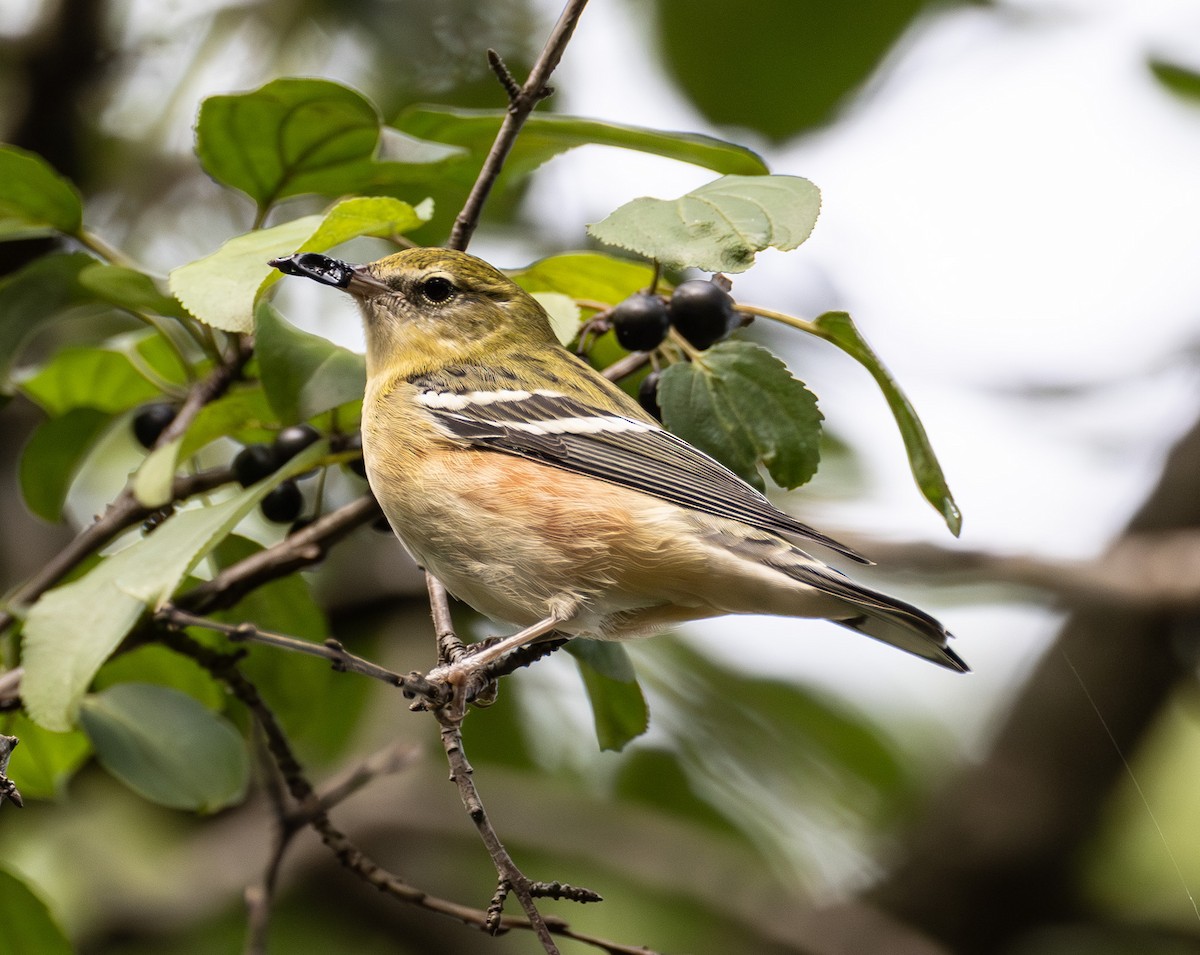 Bay-breasted Warbler - ML642294372