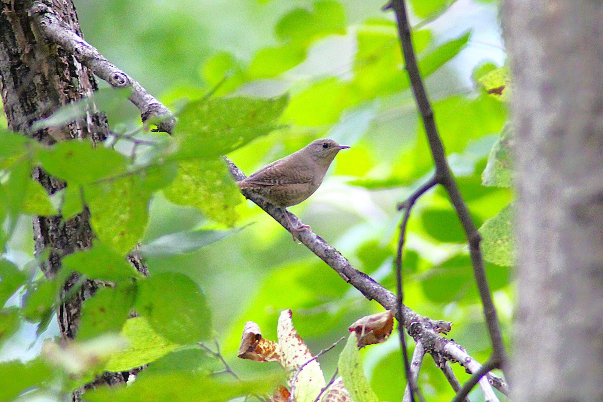 Northern House Wren - ML642294390