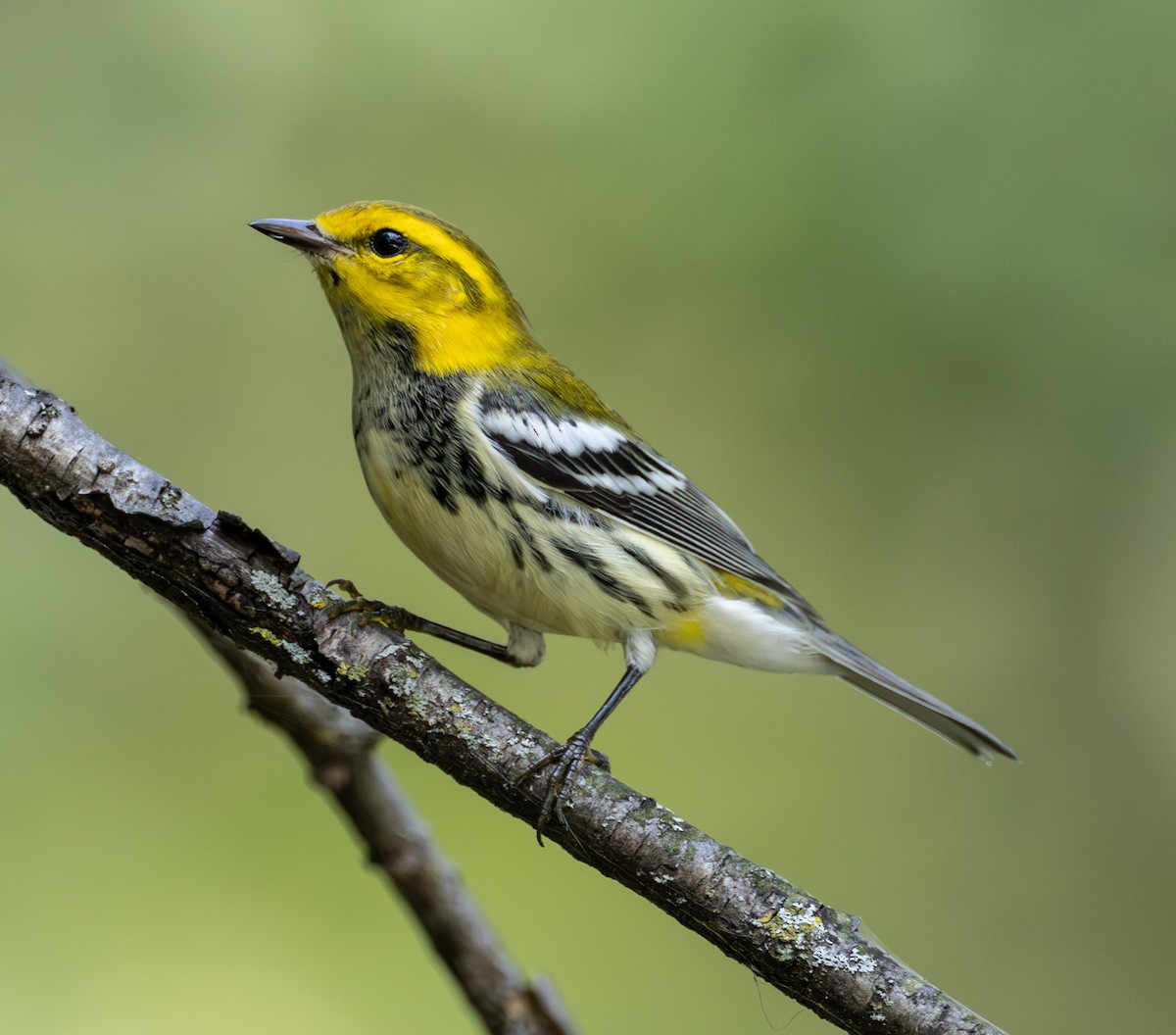 Black-throated Green Warbler - ML642294396