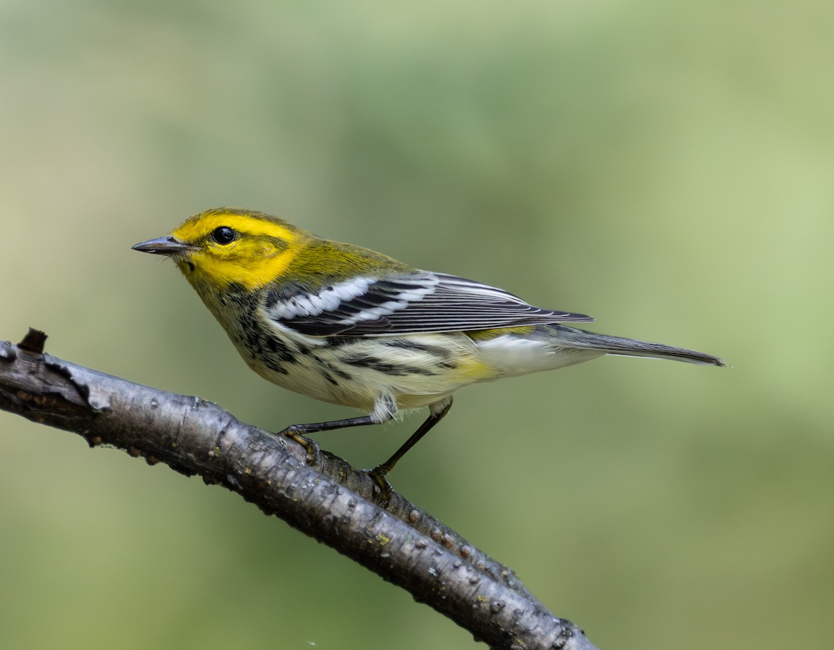 Black-throated Green Warbler - ML642294398