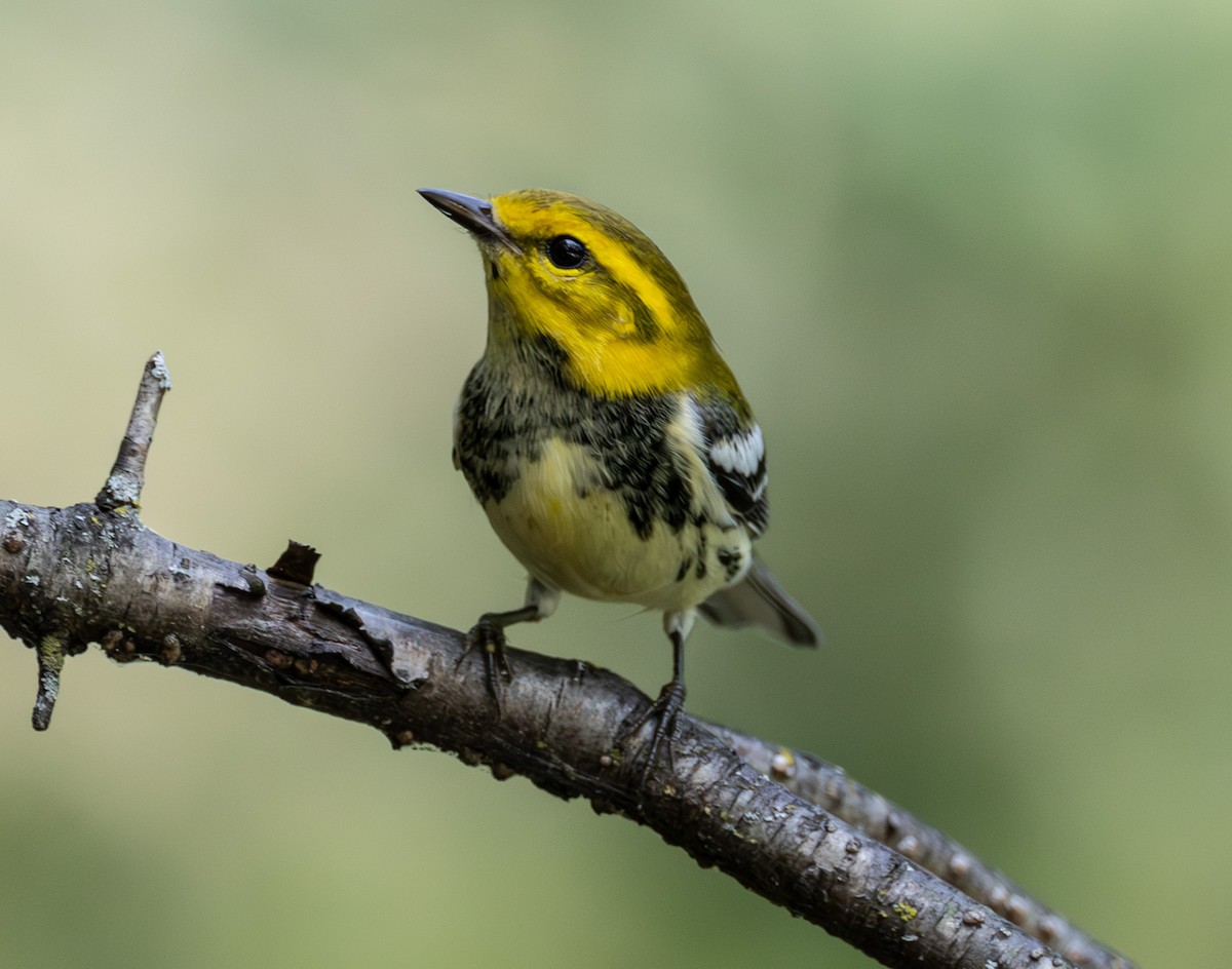 Black-throated Green Warbler - ML642294399