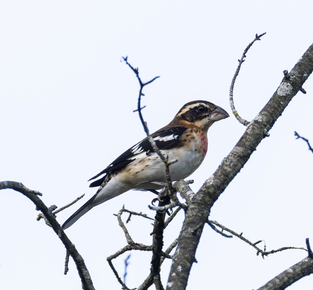 Rose-breasted Grosbeak - ML642294418