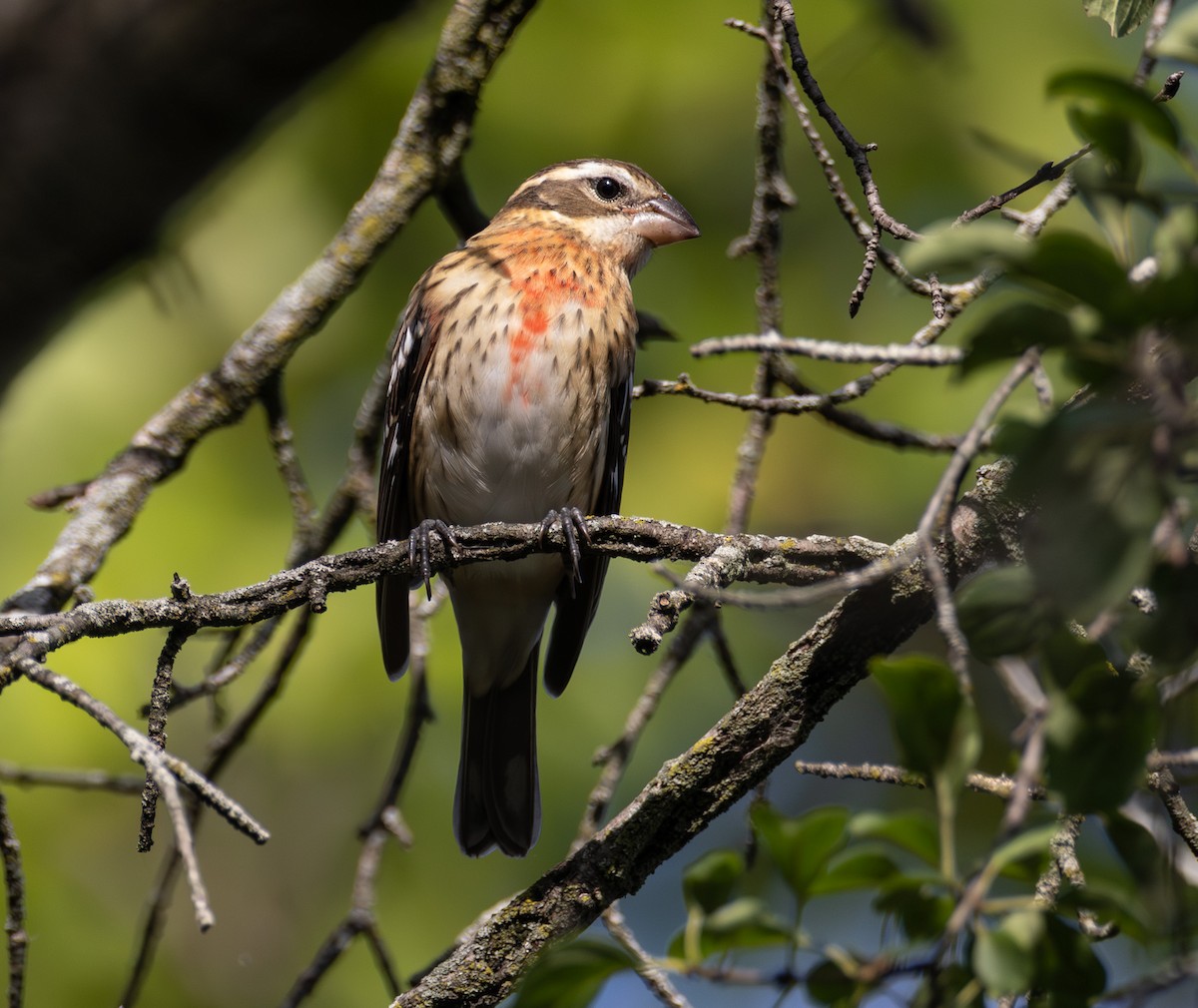 Rose-breasted Grosbeak - ML642294419