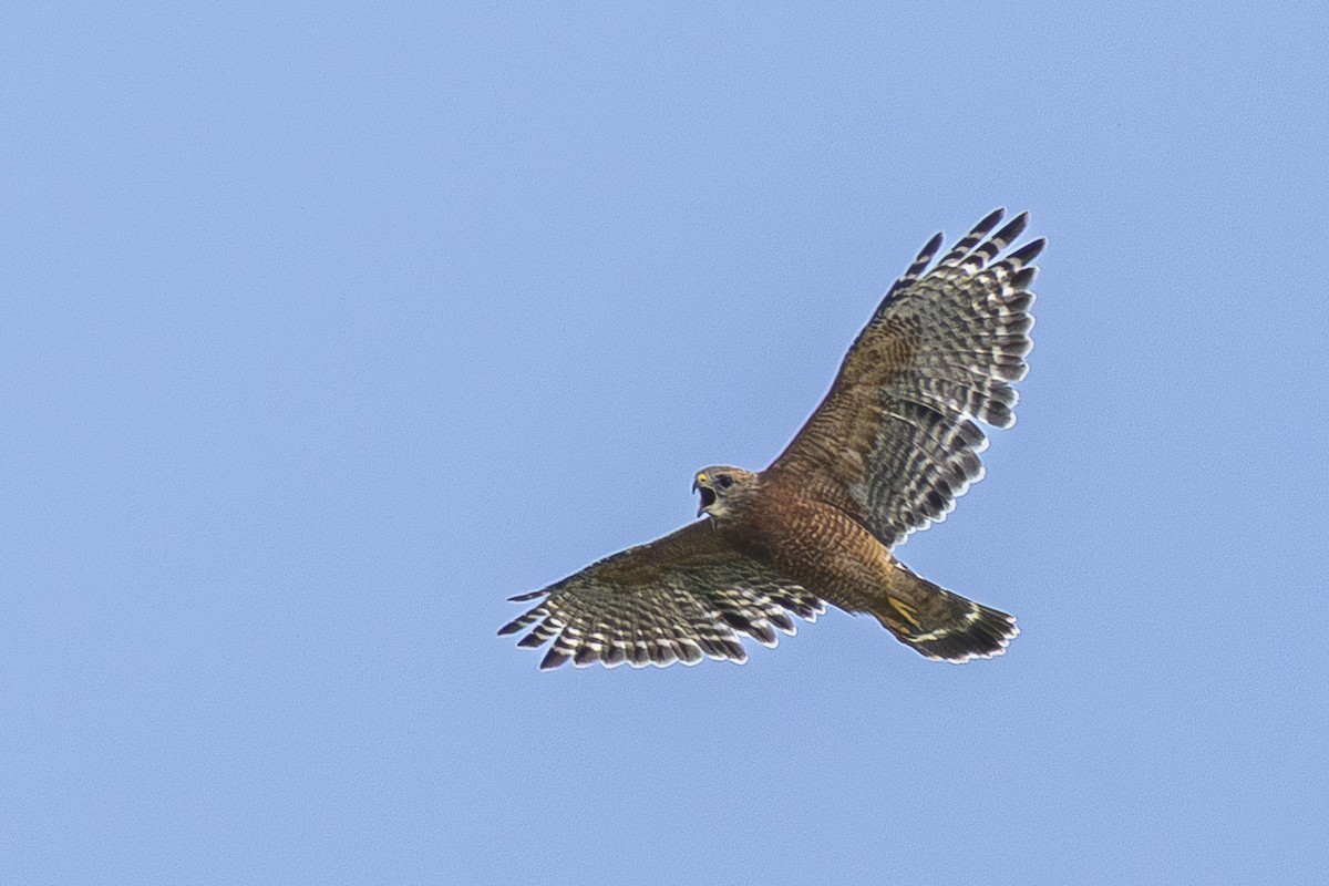 Red-shouldered Hawk - ML642294426