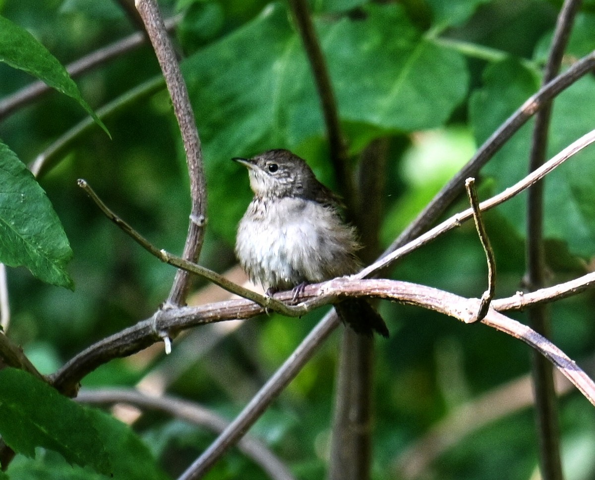 Northern House Wren - ML642294472