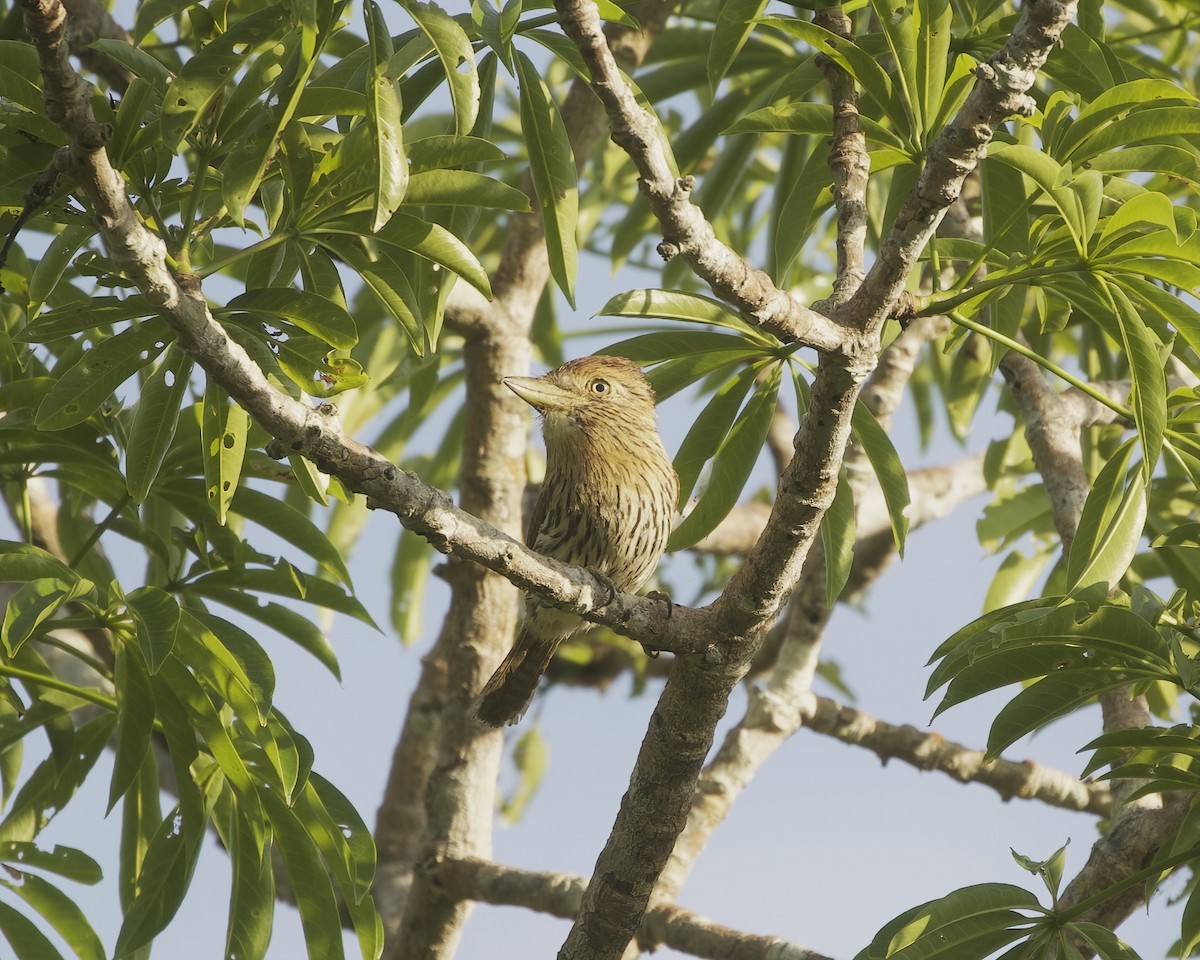 Western Striolated-Puffbird - ML642294476