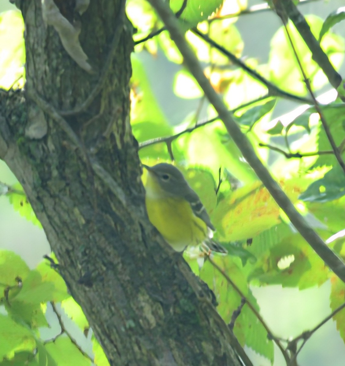 Magnolia Warbler - ML642294479