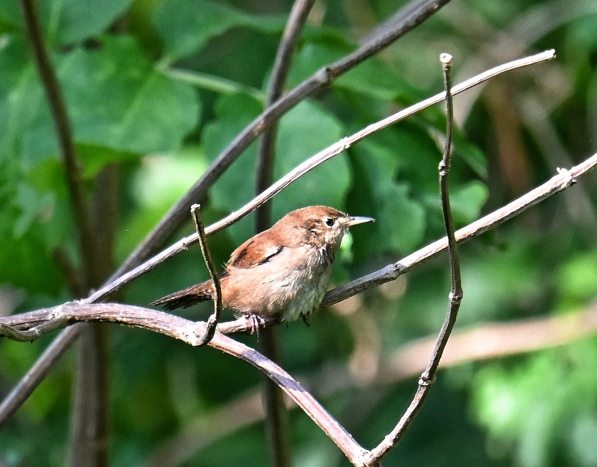 Northern House Wren - ML642294481