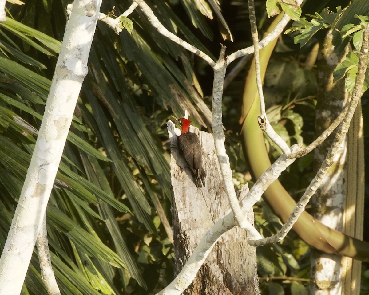 Red-necked Woodpecker - ML642294485