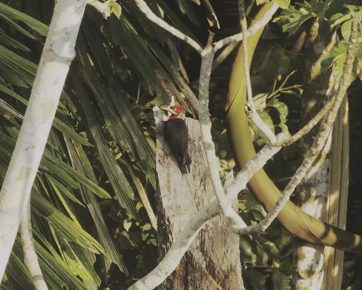 Red-necked Woodpecker - ML642294486