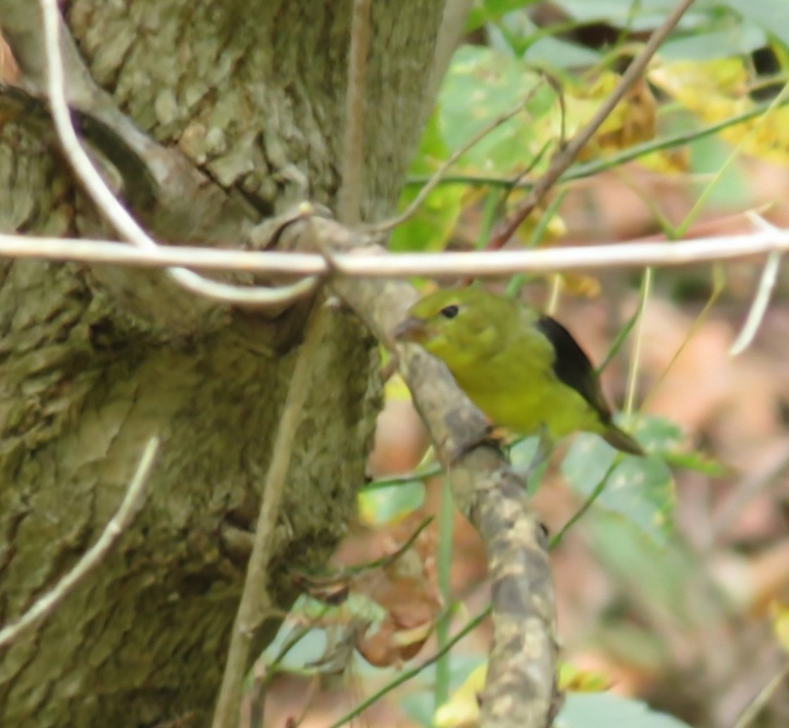 Scarlet Tanager - ML642294490