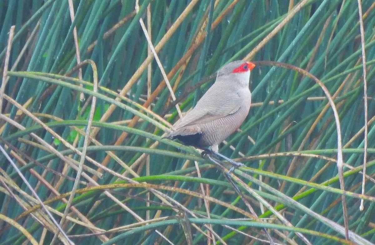 Common Waxbill - ML642294500