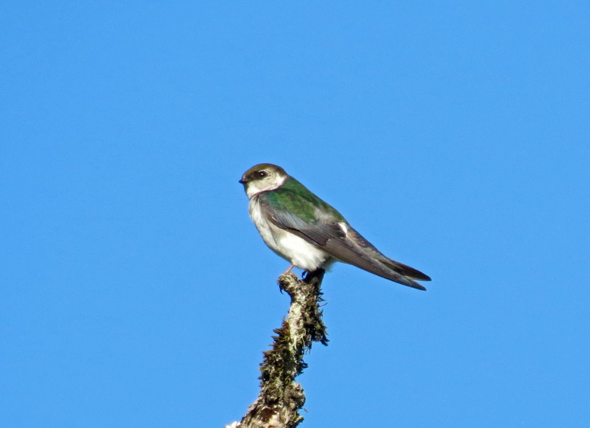 Violet-green Swallow - ML642294515
