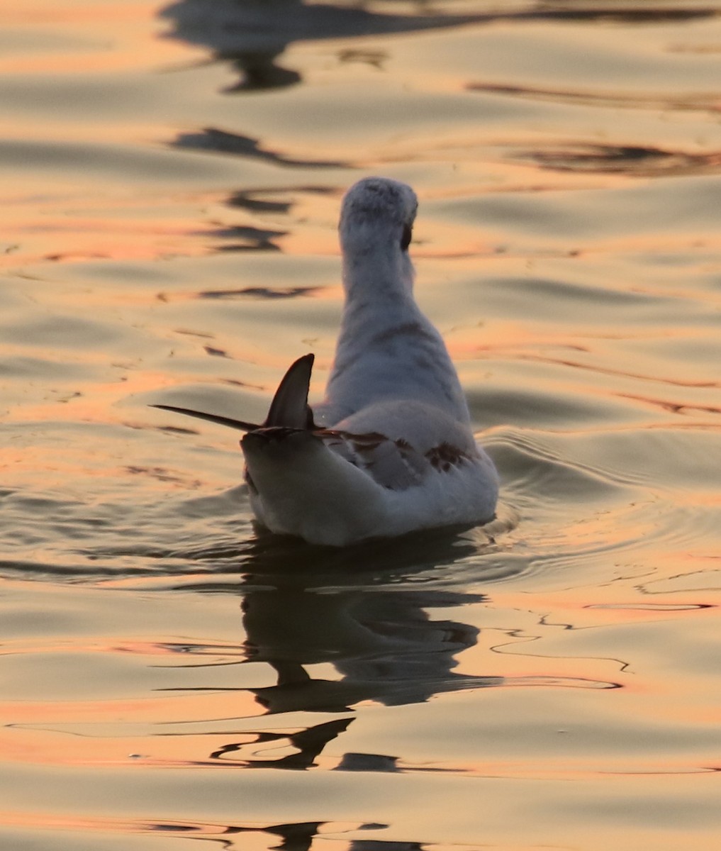 Bonaparte's Gull - ML642294520