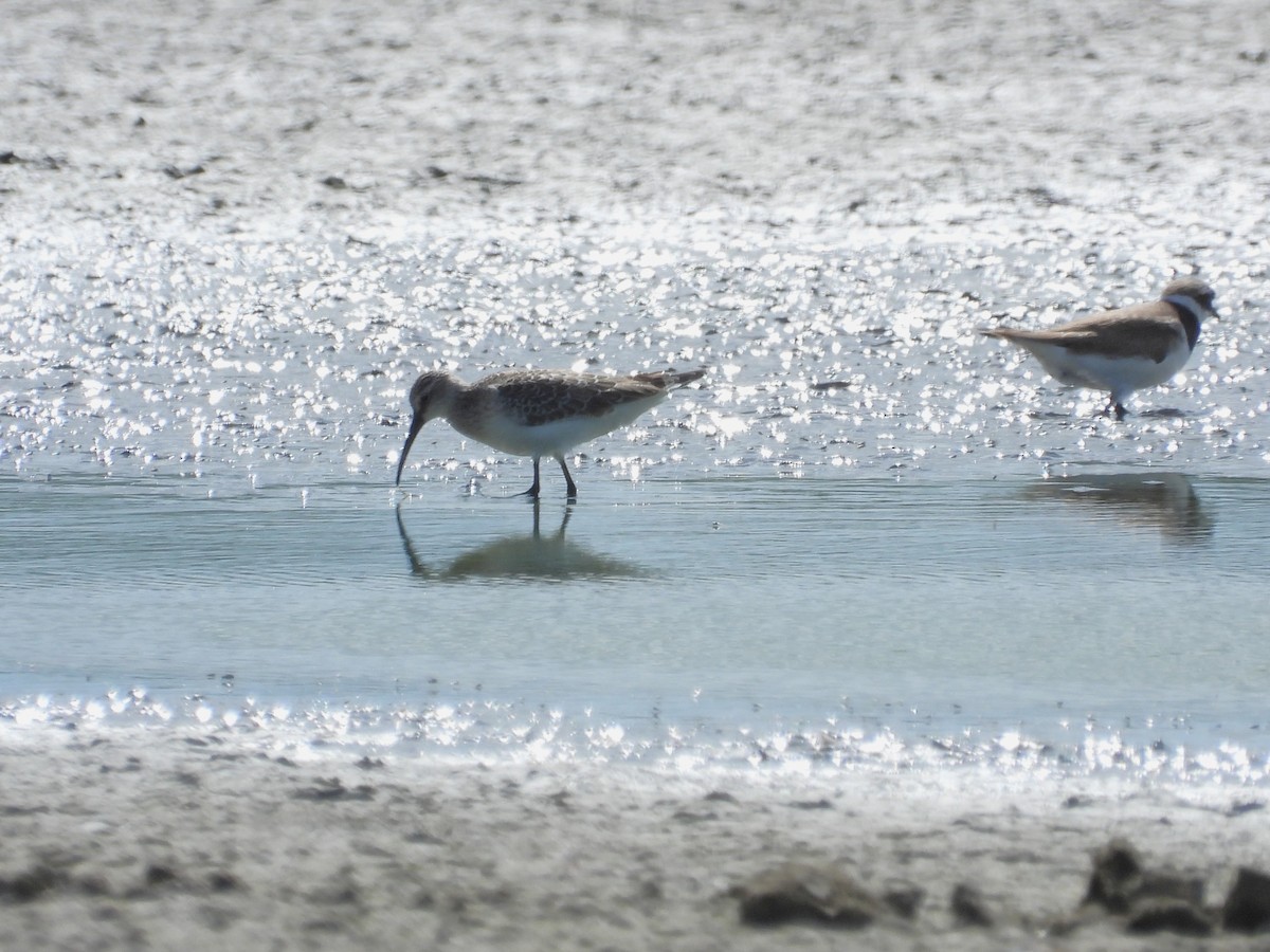 Curlew Sandpiper - ML642294538