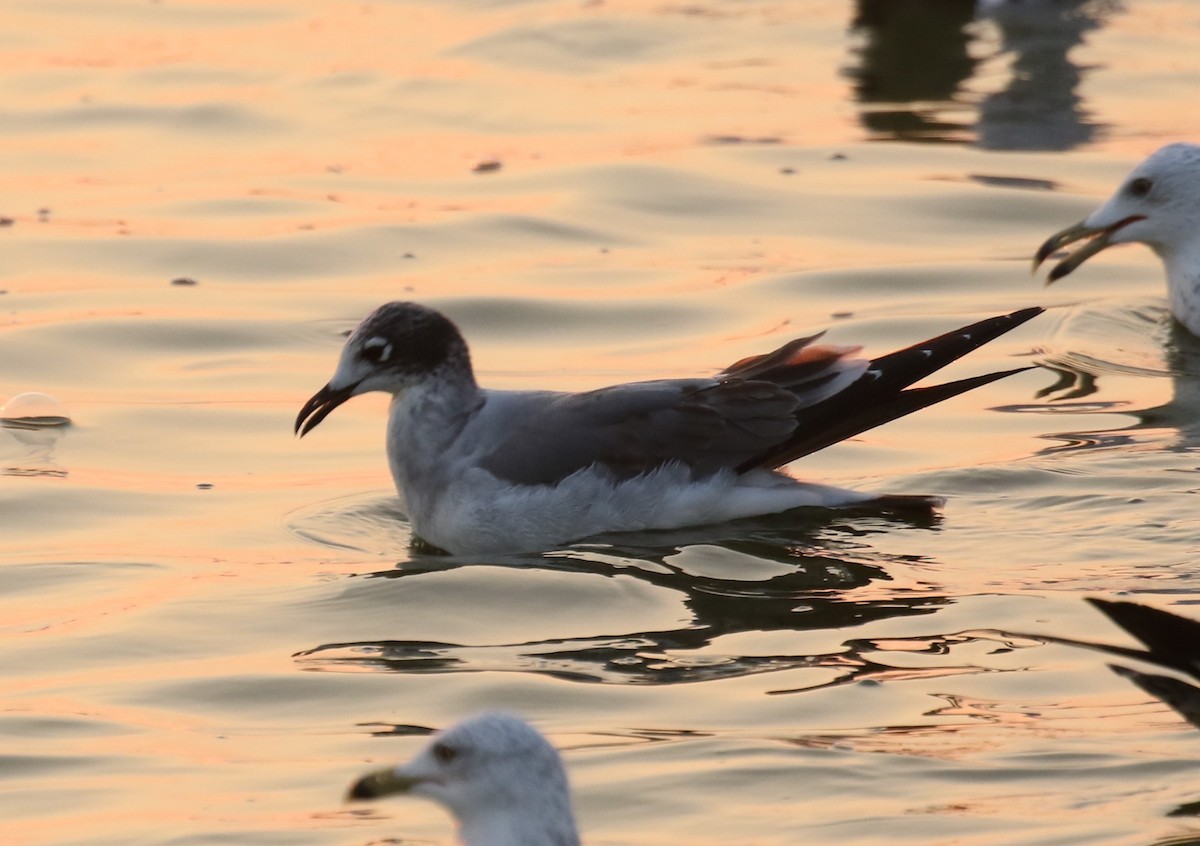Franklin's Gull - ML642294539
