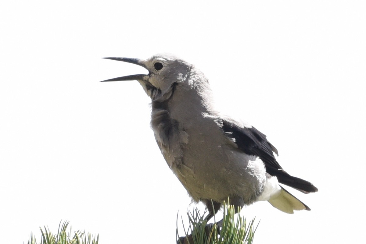 Clark's Nutcracker - ML642294540