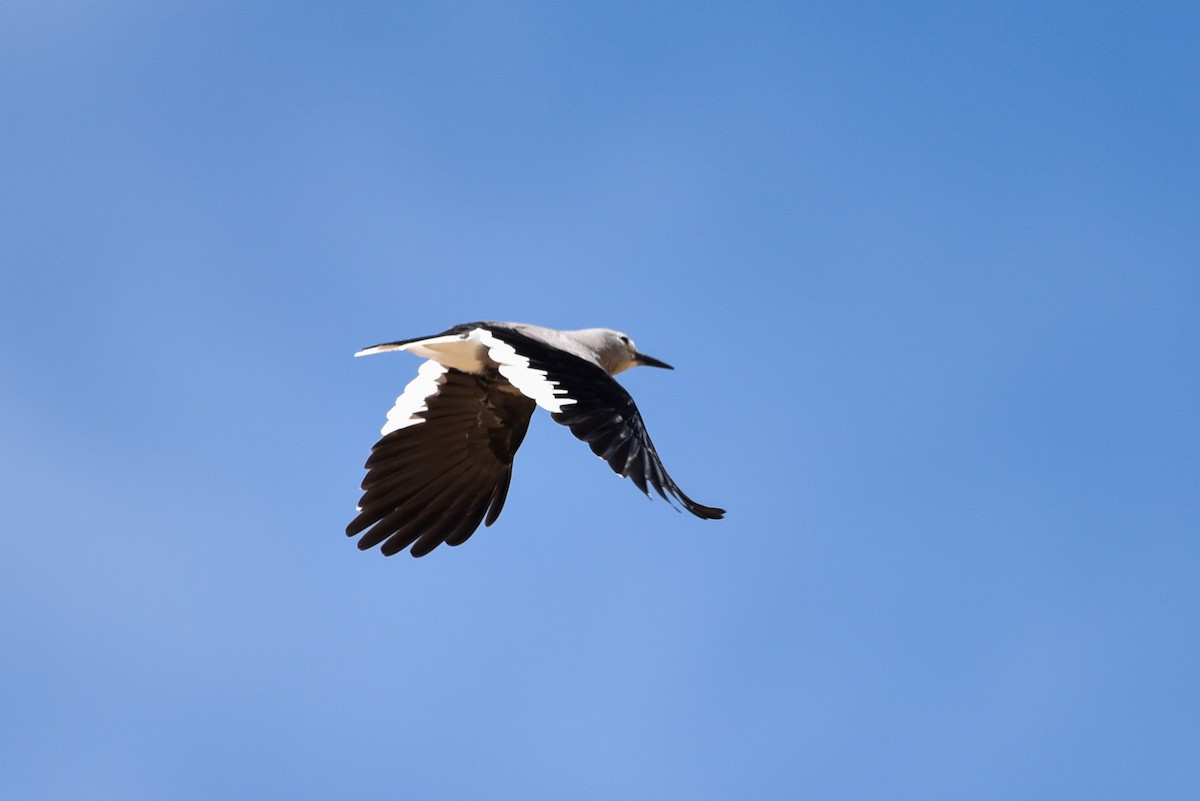 Clark's Nutcracker - ML642294544