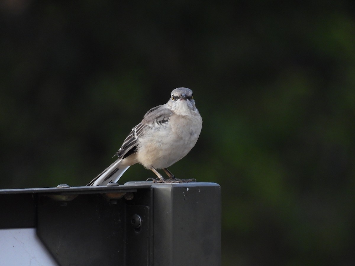 Northern Mockingbird - ML642294558