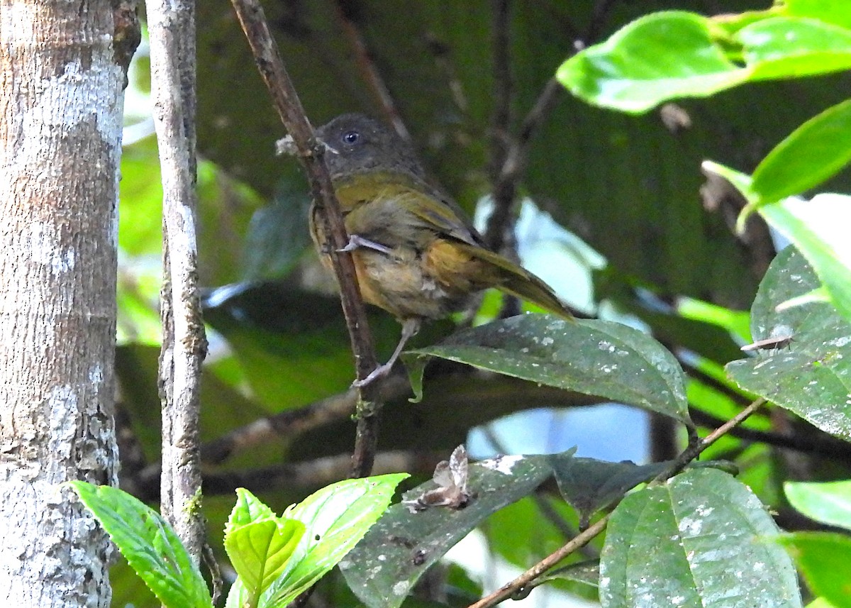 Ochre-breasted Tanager - ML642294566