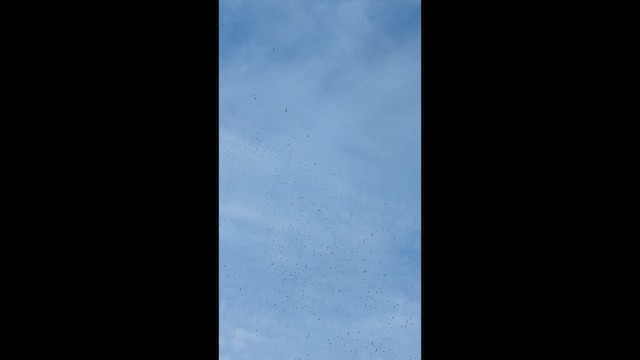 Franklin's Gull - ML642294612