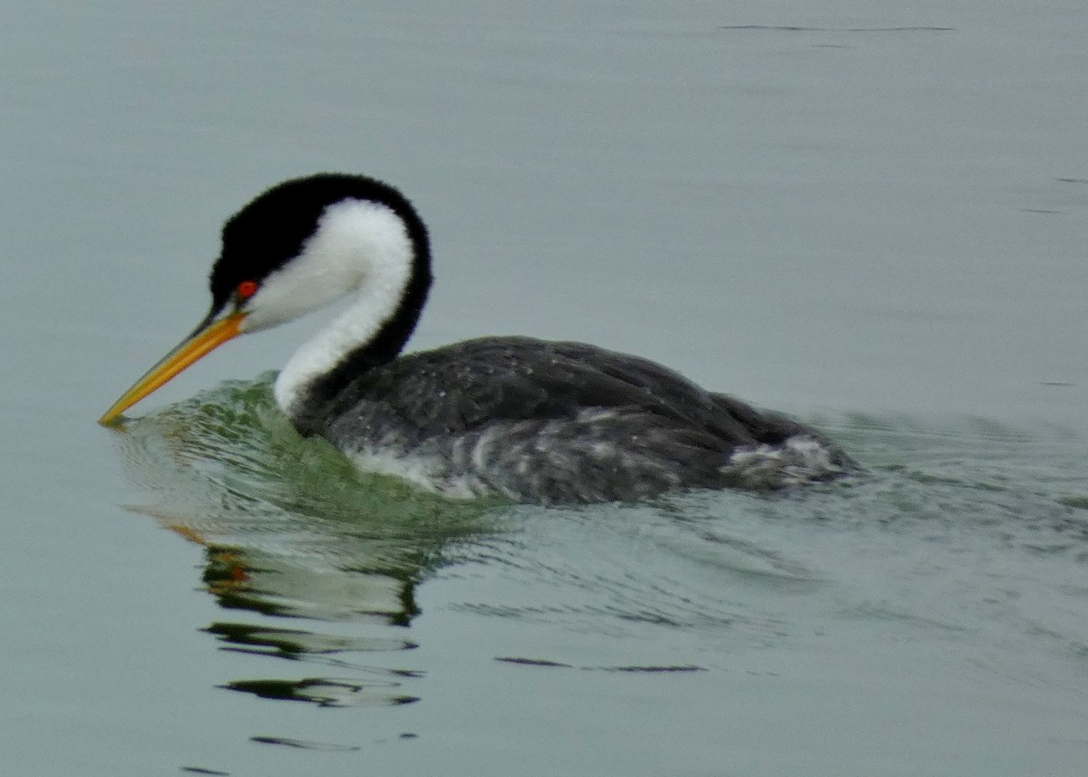 Clark's Grebe - ML642294615