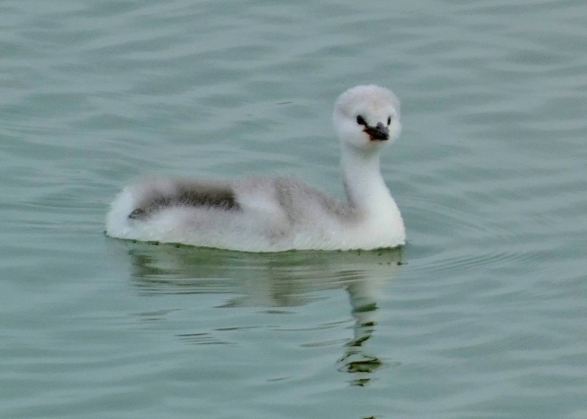 Clark's Grebe - ML642294616