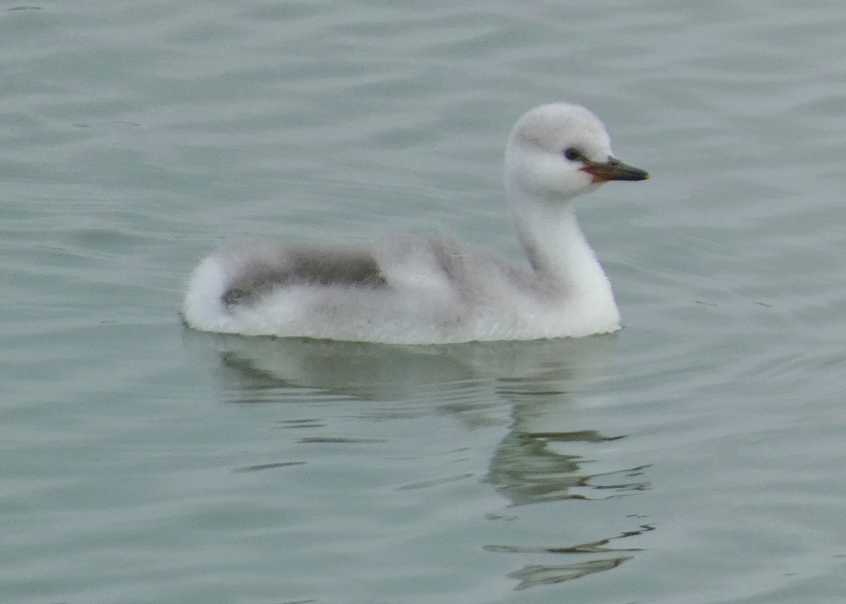 Clark's Grebe - ML642294617