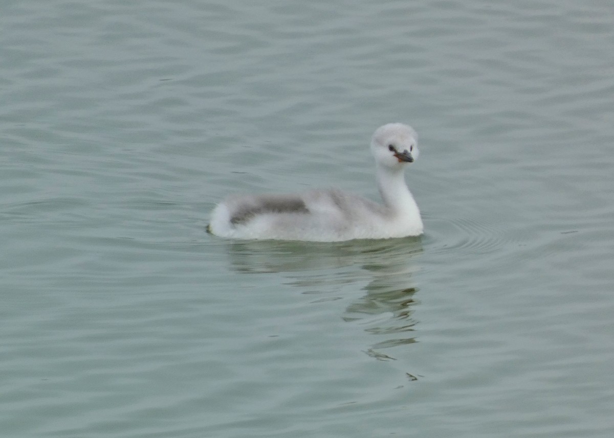 Clark's Grebe - ML642294618
