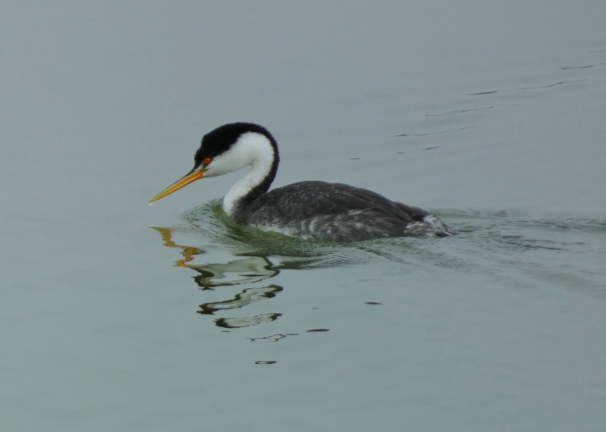 Clark's Grebe - ML642294620