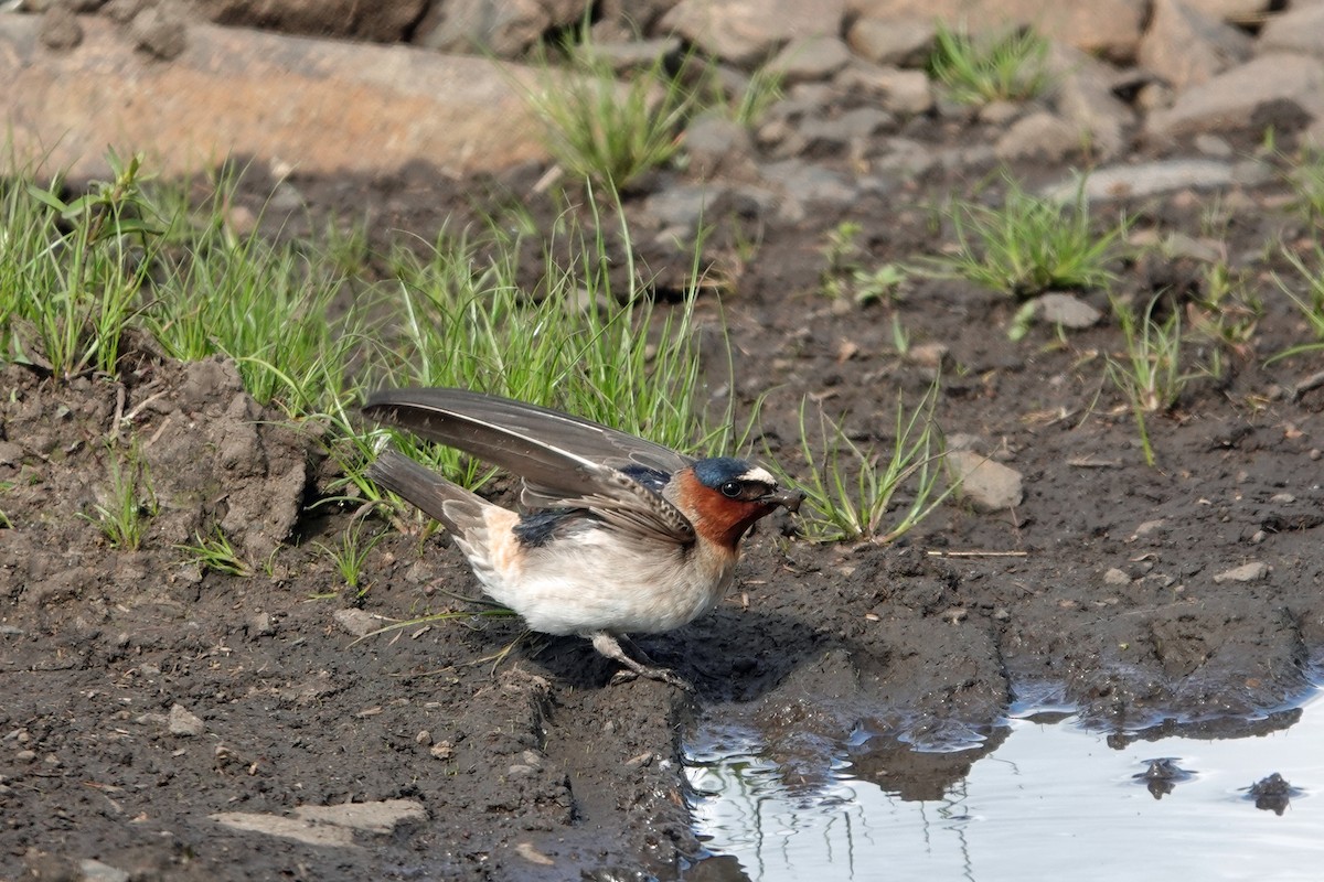 Cliff Swallow - ML642294625