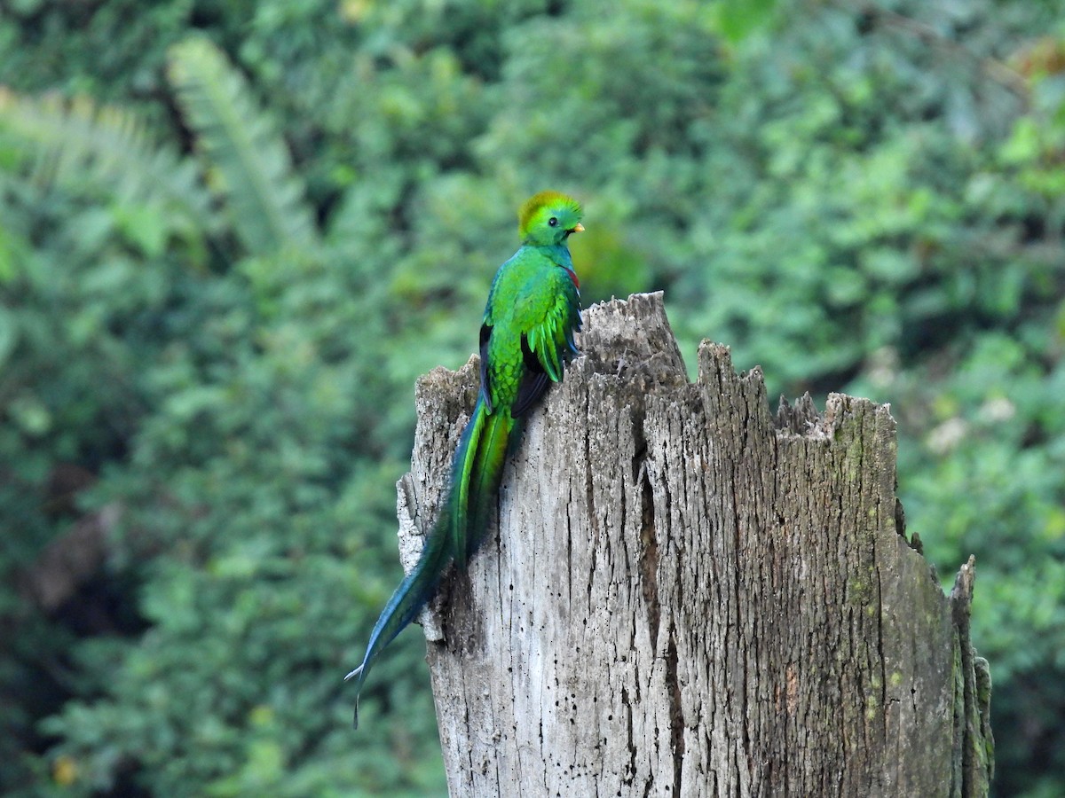 Resplendent Quetzal (Guatemalan) - ML642294642