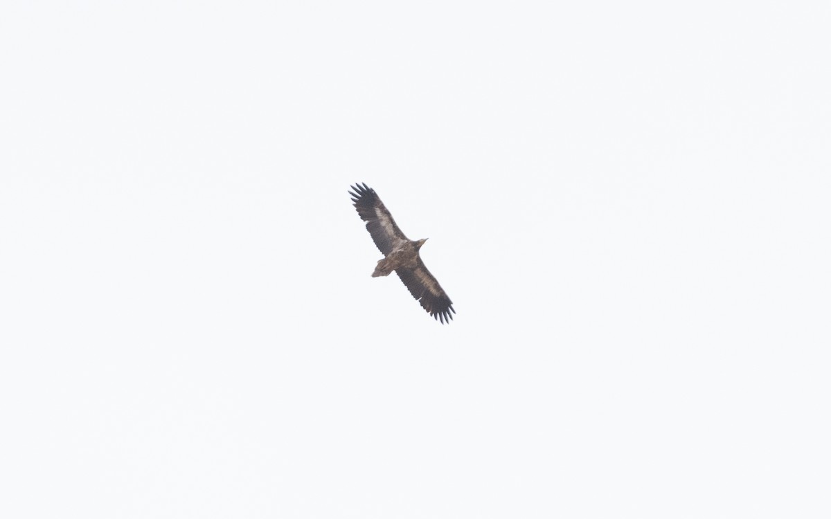 Egyptian Vulture - ML642294643