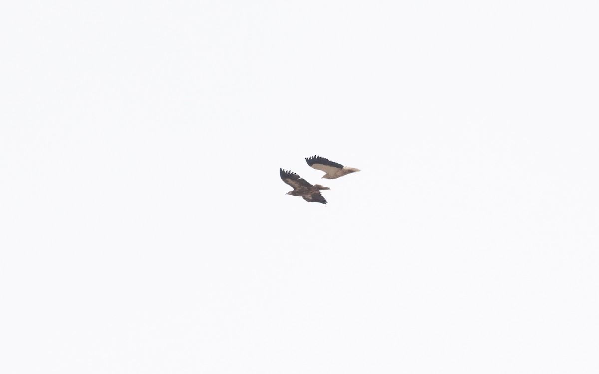 Egyptian Vulture - ML642294644