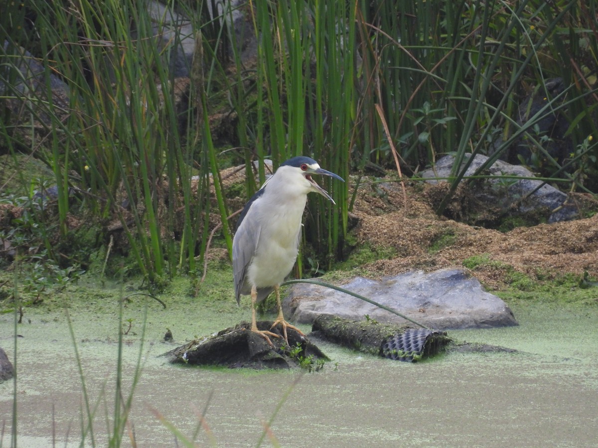 Black-crowned Night Heron - ML642294645