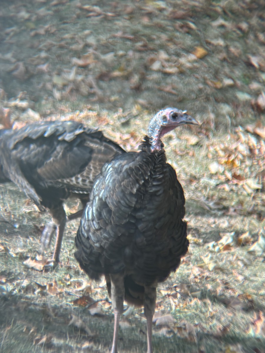 Wild Turkey - ML642294662