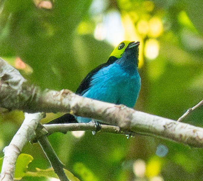 Paradise Tanager - ML642294663