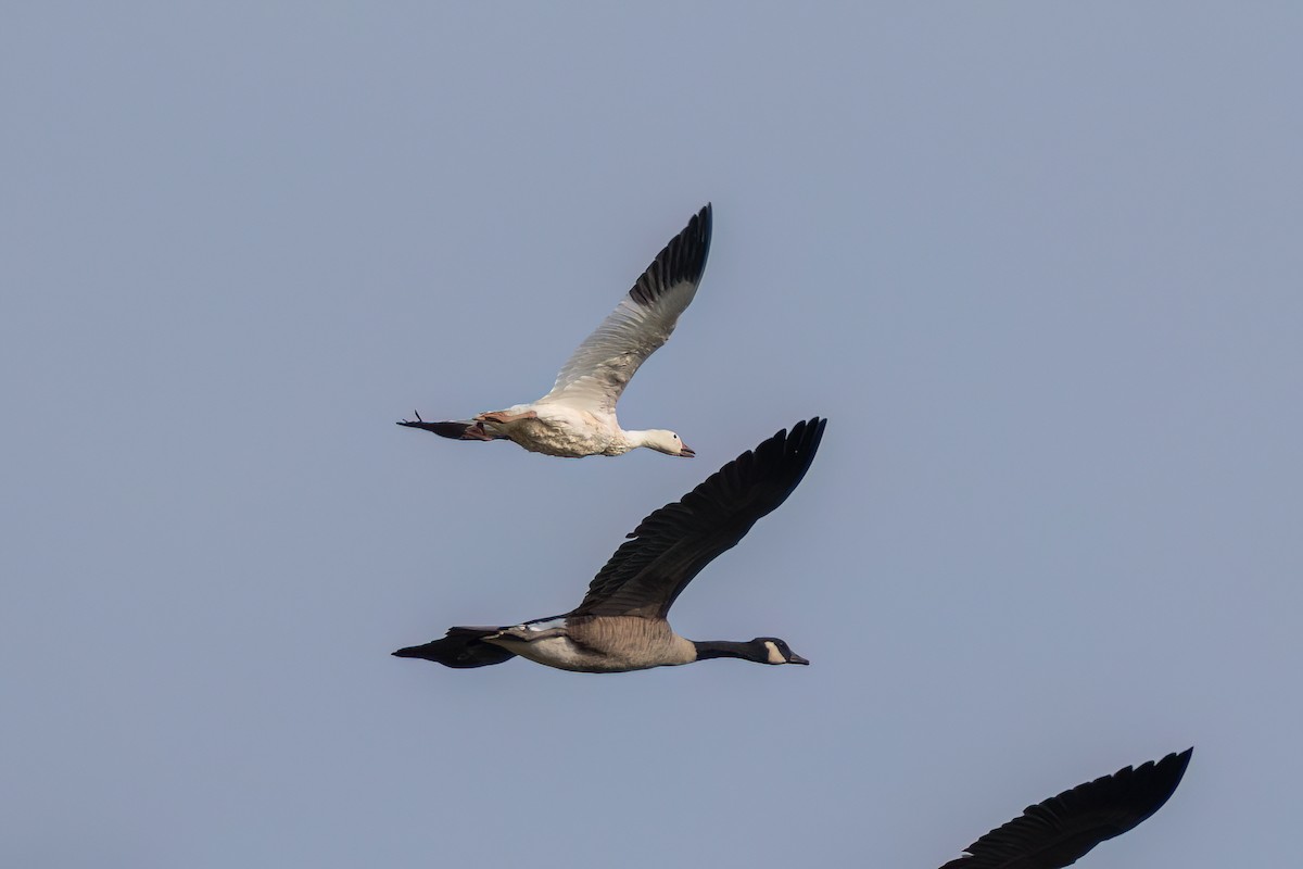 Snow Goose - ML642294671