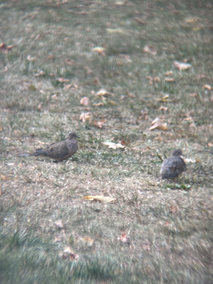 Mourning Dove - ML642294672