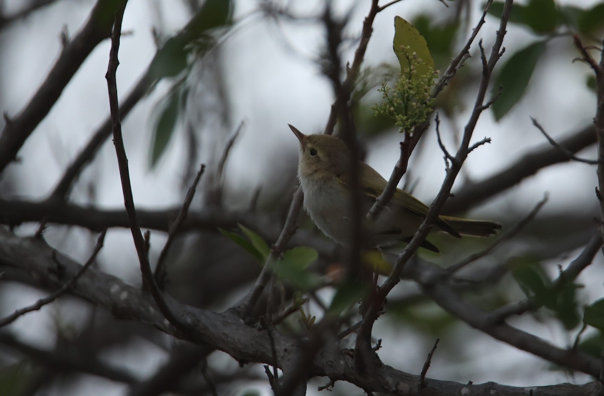 Western Bonelli's Warbler - ML642294673