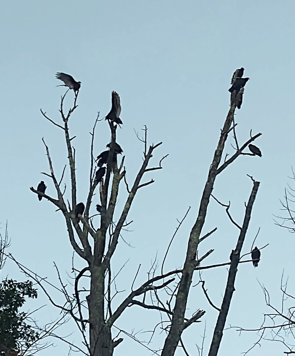 Turkey Vulture - ML642294675