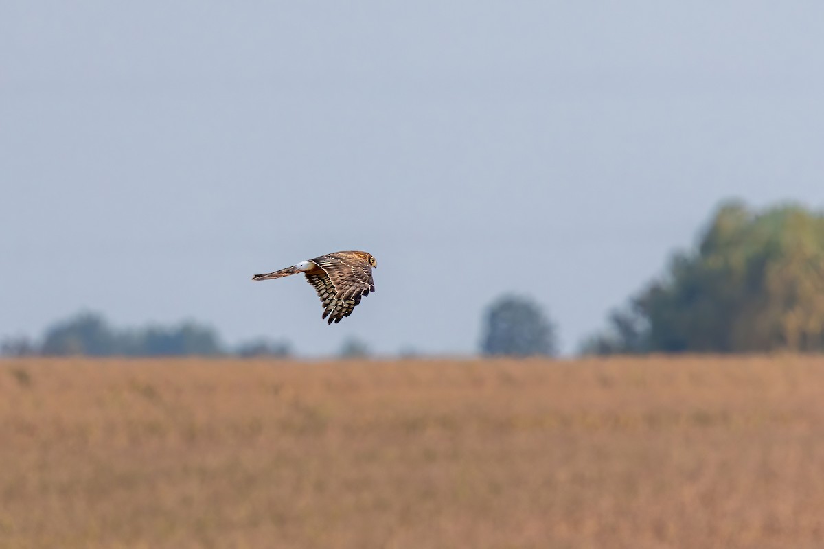 Northern Harrier - ML642294676