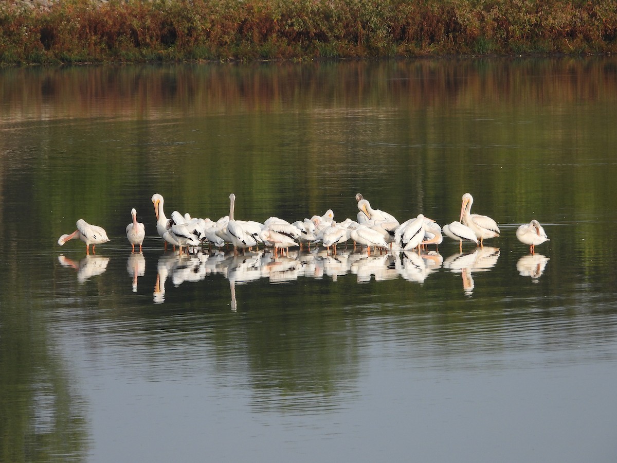 American White Pelican - ML642294685