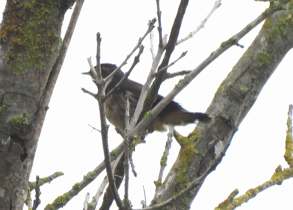 Bluethroat (White-spotted) - ML642294686
