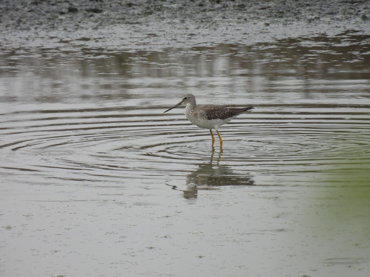 Greater Yellowlegs - ML642294692