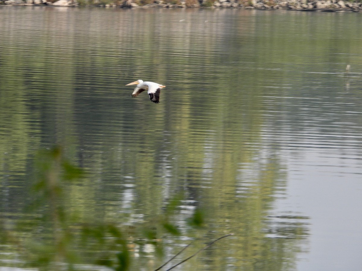 American White Pelican - ML642294693