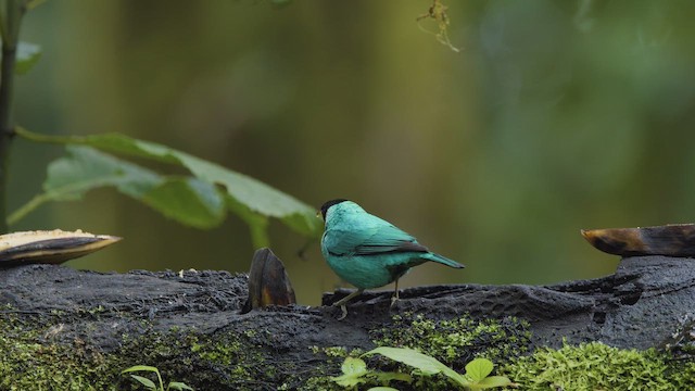 Green Honeycreeper - ML642294703