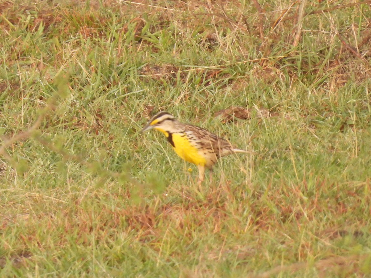 Eastern Meadowlark - ML642294707